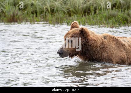 Pesca dell'orso bruno dell'Alaska per il salmone a MiKfik Creek in McNeil River state Game Sanctuary and Refuge. Foto Stock