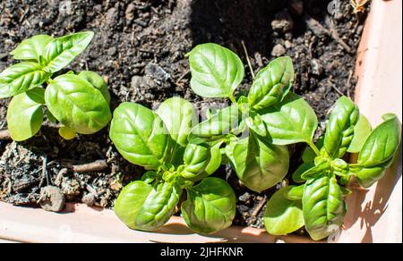 Basilico Ocimum Basilicum pianta in casa giardino pentola vista dall'alto Foto Stock