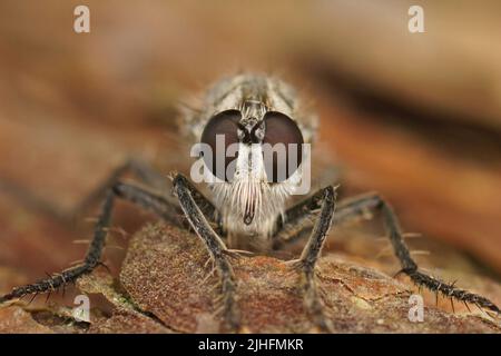 Primo piano dettagliato viso su una duna robberfly, albicipite Philonicus, nella sabbia della costa belga seduta su legno Foto Stock