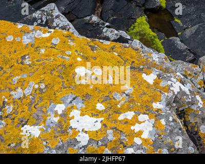 Lichen di mare d'arancio; porto turistico di Calapaca, a Bressay, Shetland, Scozia, REGNO UNITO. Foto Stock