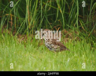 Dopo un lungo declino, i thrush delle canzoni hanno iniziato a riprendersi nel Regno Unito. Foto Stock