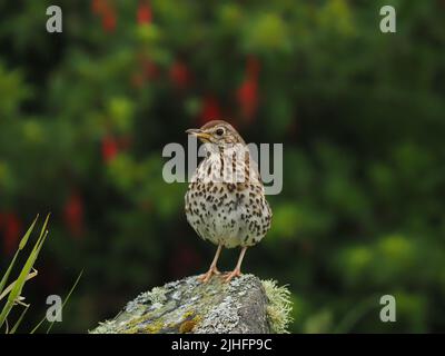 Dopo un lungo declino, i thrush delle canzoni hanno iniziato a riprendersi nel Regno Unito. Foto Stock