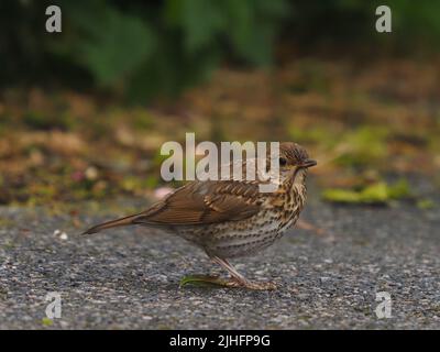 Dopo un lungo declino, i thrush delle canzoni hanno iniziato a riprendersi nel Regno Unito. Foto Stock