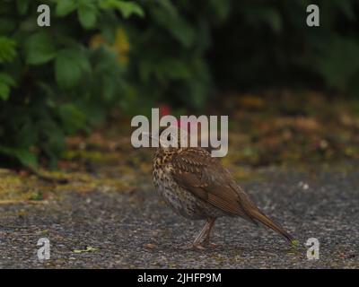 Dopo un lungo declino, i thrush delle canzoni hanno iniziato a riprendersi nel Regno Unito. Foto Stock