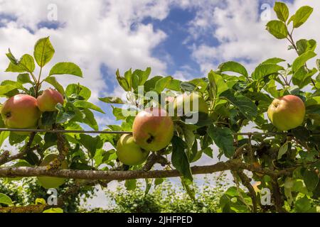 Fila di frutta di mele espalier che cresce su fili orizzontali. Foto Stock