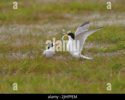 Le terne volavano sul macchiro riposandosi o facendo offerte di cibo! Foto Stock