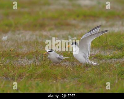 Le terne volavano sul macchiro riposandosi o facendo offerte di cibo! Foto Stock