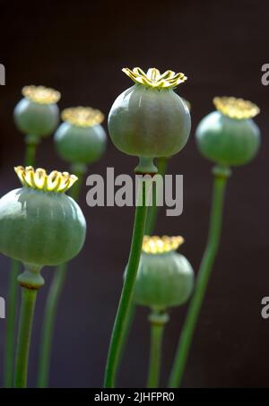 cialde di semi di papavero verde su sfondo scuro Foto Stock