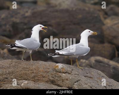 I gabbiani comuni nidificano nella Scozia nord-occidentale e nelle isole al largo della costa Foto Stock