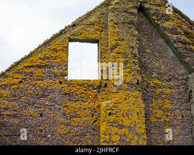 Un vecchio edificio abbandonato coperto di lichen di mare di Orange; porto turistico di Calaplaca; a RONAS VOE, shetland, Scozia; REGNO UNITO. Foto Stock