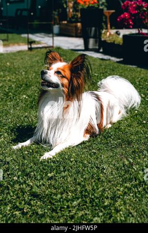 Un cane papillon nel cortile Foto Stock