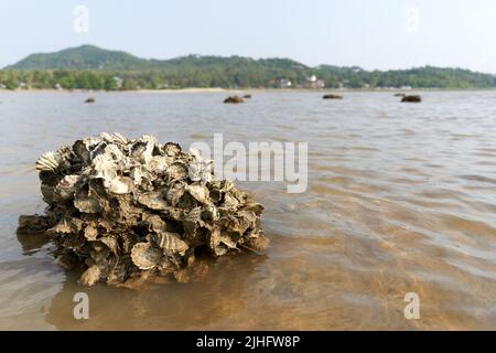 Ko Phangan, Thailandia, 15 marzo 2022: Roccia con fiocchi di vongole fossili Foto Stock