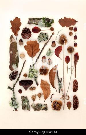 Studio della natura autunnale di foglie, flora e fauna. Collezione botanica naturale dettagliata per la stagione autunnale del Ringraziamento. Disposizione piatta. Foto Stock