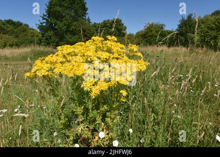 Comune Ragwort - Jacobaea vulgaris Foto Stock
