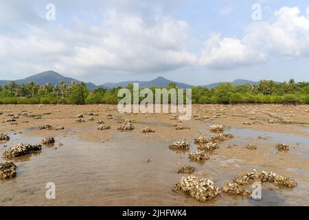 Ko Phangan, Thailandia, 15 marzo 2022: Formazioni rocciose con fiocchi di vongole Foto Stock