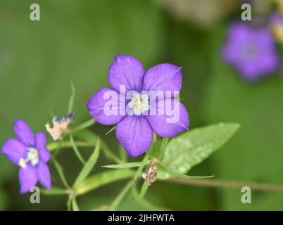 Grande Venere-Looking-Glass - Legousia speculum-veneris Foto Stock