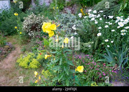 Giallo sera fiori primrose e margherite bianche in crescita in estate caldo piccolo paese rurale indietro giardino Carmarthenshire Galles UK 2022 KATHY DEWITT Foto Stock