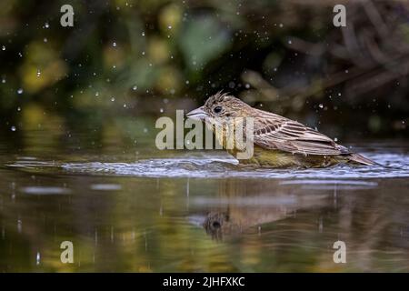 Testa nera Bunting Foto Stock