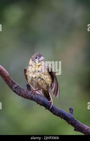 Testa nera Bunting Foto Stock