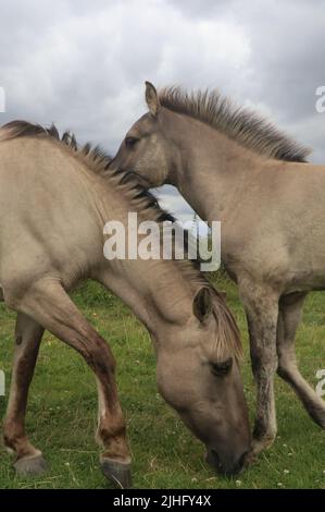 Due cavalli konik in piedi in campo con cielo nuvoloso nella riserva naturale Gelderse Poort, Paesi Bassi Foto Stock