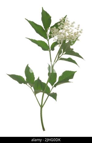 Fiore anziano nero, Sambucus nigra ramoscello isolato su sfondo bianco, i fiori sono spesso utilizzati per rendere cordiale Foto Stock