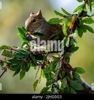 Scoiattolo in un albero che alimenta su foglie e fiori di albero Foto Stock