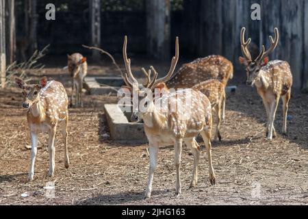 Il chital, noto anche come cervi macchiati, cervi vitali e cervi assi, è una specie di cervi originaria del subcontinente indiano. Foto Stock