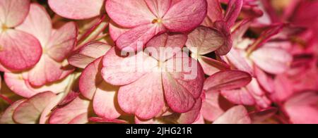 Colore Borgogna hydrangea fiori motivo primo piano full frame sfondo vista dall'alto. Fiori texture. Banner autunnale Foto Stock