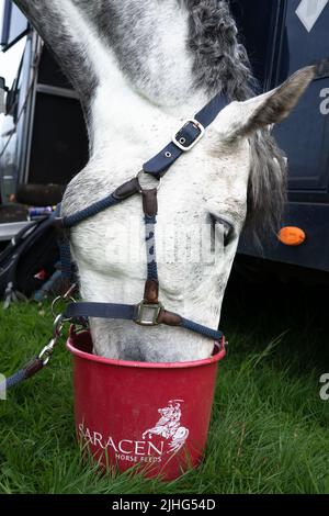 Primo piano della testa di un cavallo grigio che indossa un colletto che mangia da un secchio rosso di alimentazione dei cavalli Saracen Foto Stock