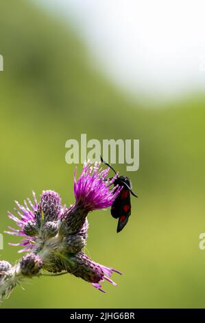 5-Spot Burnett Moth nutrimento sul fiore del cardo Foto Stock