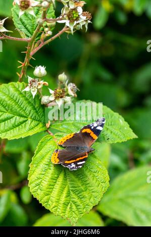 Farfalla Ammiraglio rossa poggiata sulla foglia di bramble Foto Stock