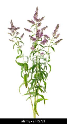 menta di cavallo d'argento con fiori, isolato su sfondo bianco. Mennha longifolia. Medicina di erbe. Tracciato di ritaglio Foto Stock