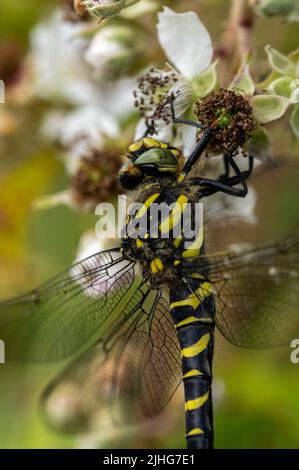 Donna Dragonfly con anello d'oro che riposa sul fiore di bramble. Foto Stock