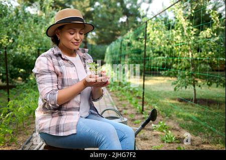 Agricoltore agronomo tiene cetriolo sipling, lo prepara per piantare in terreno aperto in terreno fertilizzato in azienda agricola biologica Foto Stock