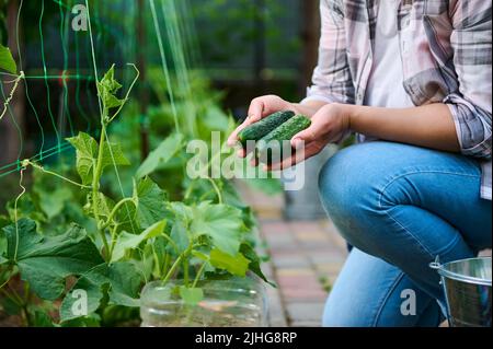 Primo piano delle mani del giardiniere della donna che tiene i cetrioli appena raccolti. Coltivazione di ortaggi biologici nella fattoria ecologica Foto Stock