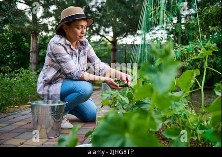 Donna ispanica, giardiniere dilettante, raccogliendo cetrioli maturi cresciuti nel suo giardino biologico. Raccolta. Hobby agricolo Foto Stock