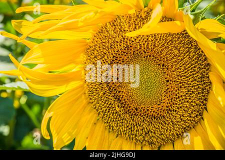 Un'ape ricoperta di polline che si raccoglie sulla testa vista di un girasole giallo brillante in piena fioritura vista closeup in una giornata di sole in autunno Foto Stock