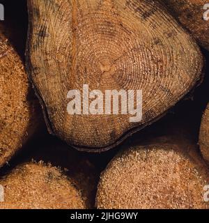 Sfondo da tronchi di segato nella foresta, tessitura del legno, sfondo del legno Foto Stock