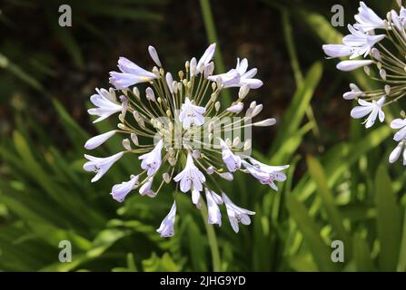 Sfondo full frame di belle fioritura bianco agapanthus e fogliame Foto Stock