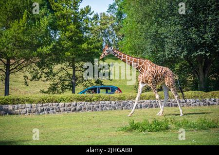 Safari Park Dvůr Králové, Repubblica Ceca - Agosto 2020 : persone che siedono in auto in un safari zoo tour guardando la giraffa nel suo recinto in estate Foto Stock