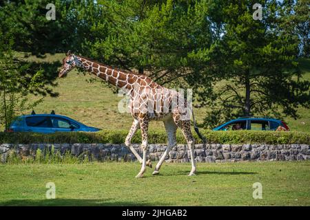 Safari Park Dvůr Králové, Repubblica Ceca - Agosto 2020 : persone che siedono in auto in un safari zoo tour guardando la giraffa nel suo recinto in estate Foto Stock