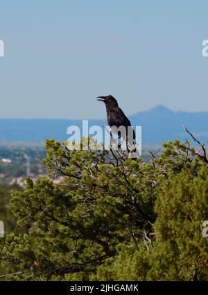 Un corvo comune (Corvus corax) si trova in un albero pignone che domina Santa Fe, New Mexico. Foto Stock