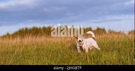 Happy dog a piedi in campo in estate sera Foto Stock