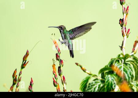 Mango femminile a gola nera, Anthracothorax nigricollis, in volo atterrando su un fiore arancione di Sanchezia. Foto Stock