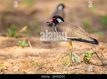 Un Lapwing rosso wattled in un campo in cerca di cibo Foto Stock