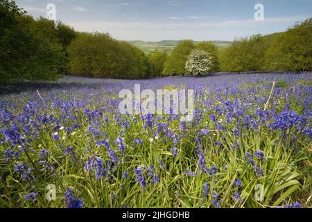 Bluebells a Newton Woods sotto Roseberry Topping Foto Stock