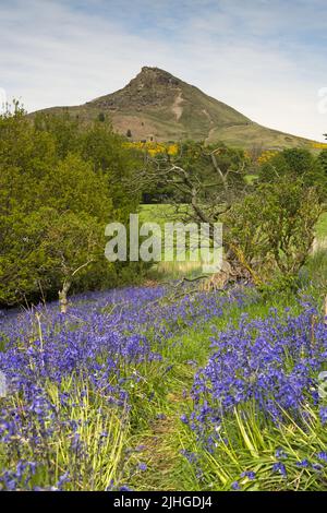 Bluebells a Newton Woods sotto Roseberry Topping Foto Stock