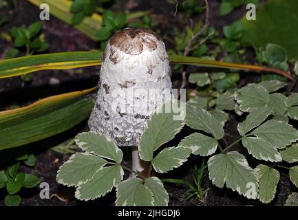 Il fungo cresce nell'erba in attesa della sua raccoglitrice di funghi. Foto Stock
