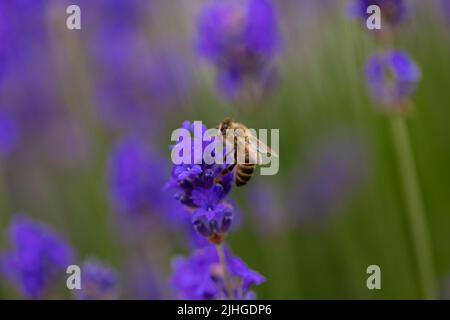 Primo piano su un'ape su un fiore di lavanda. Closeup cespugli di lavanda. Campo di lavanda viola, bella fioritura, lavanda inglese, Provance Foto Stock