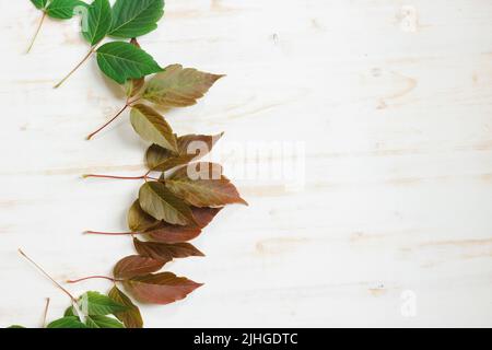 Foglie autunnali rosse e verdi bordano su uno sfondo di legno bianco con spazio copia Foto Stock